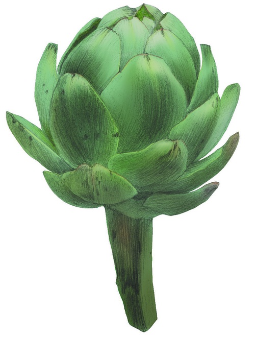 Artischocke